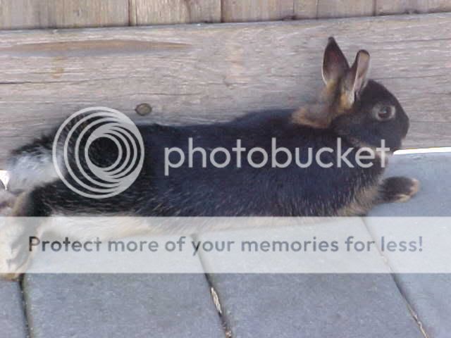 BunnyStretch5-26-08.jpg