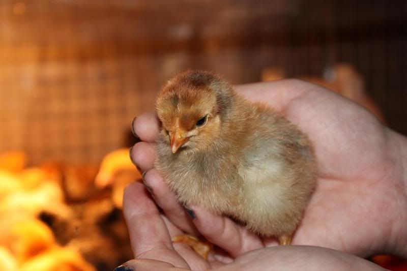 ChikChick1.jpg