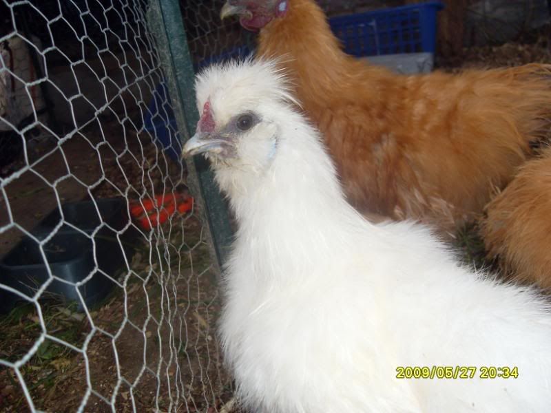 SDC12847.jpg