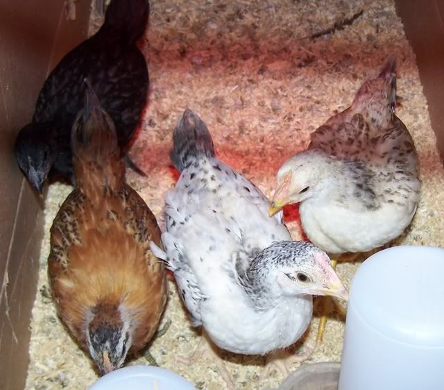 chicks5.jpg