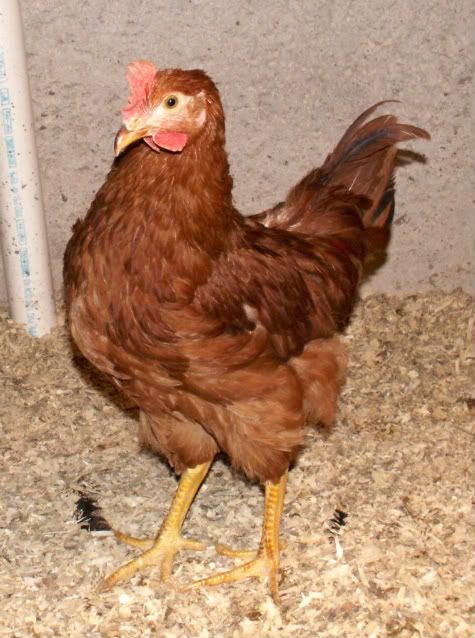MrCluckers.jpg