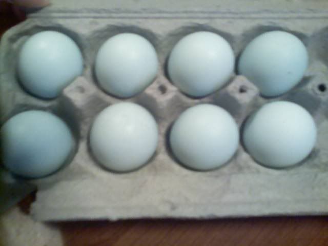 EggsfromPeachick.jpg