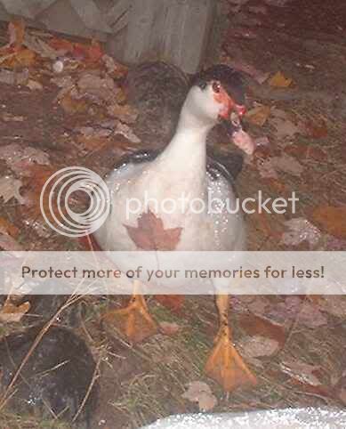 canadianscovy.jpg