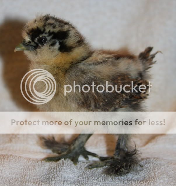 silkiechick2.jpg