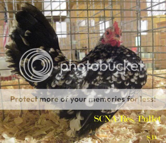 Mottledpullet.jpg