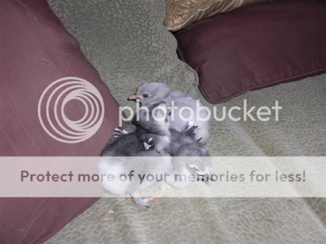 CIMG1691Small.jpg