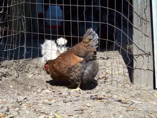 Chickens065.jpg