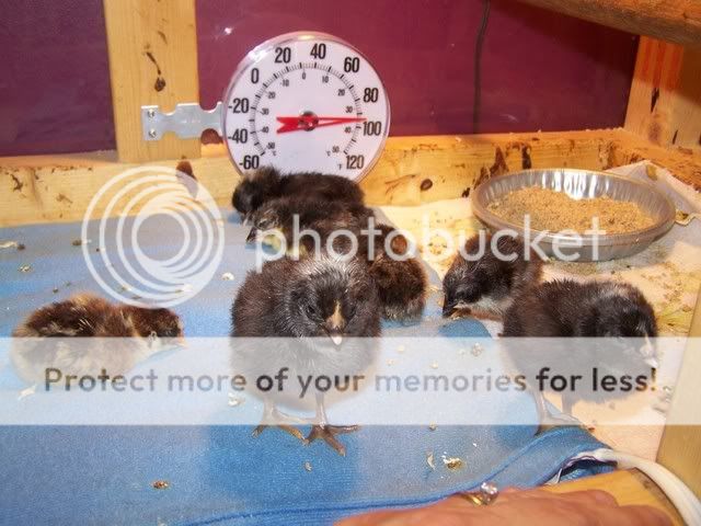 MyChickens005.jpg