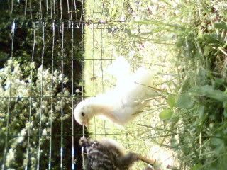 Bostonandchickens026.jpg