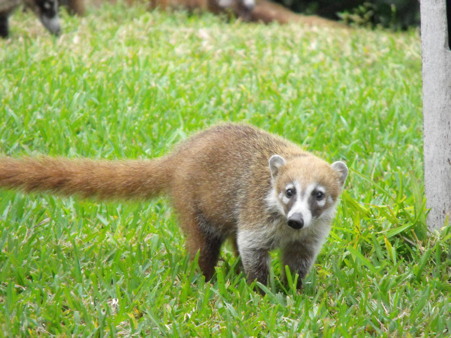 coatimundi_1_by_fallen742-d36gby6.jpg