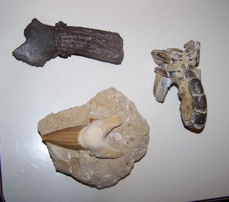 fossils7.jpg