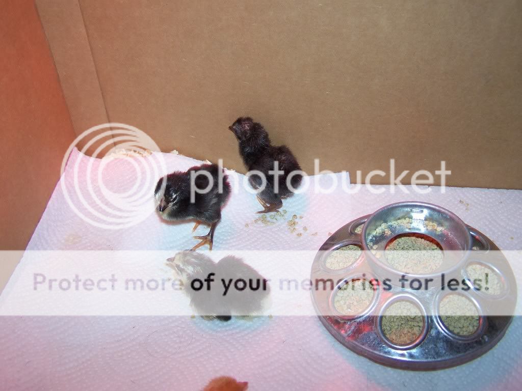 100_3266.jpg