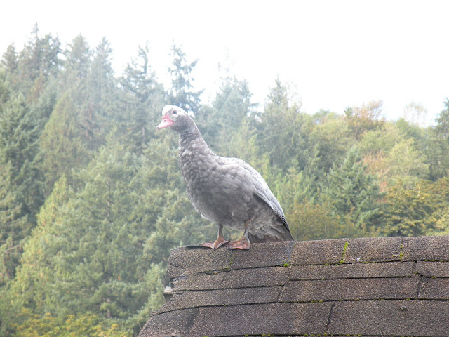 DSCN5156.JPG