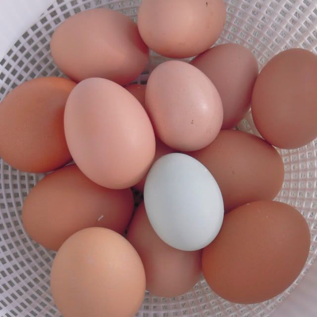 blueegg.jpg