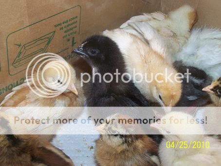 100_5293.jpg