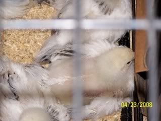 Youngersuspectedroolessfeathers.jpg