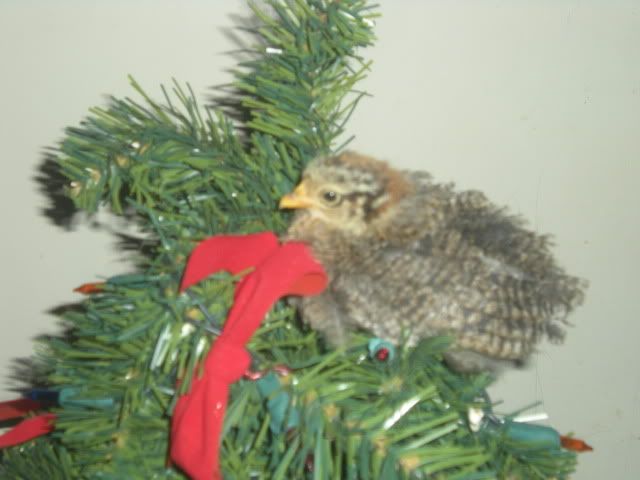 DSCN1667.jpg