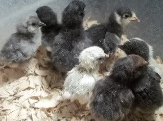 Chickens1-10080.jpg