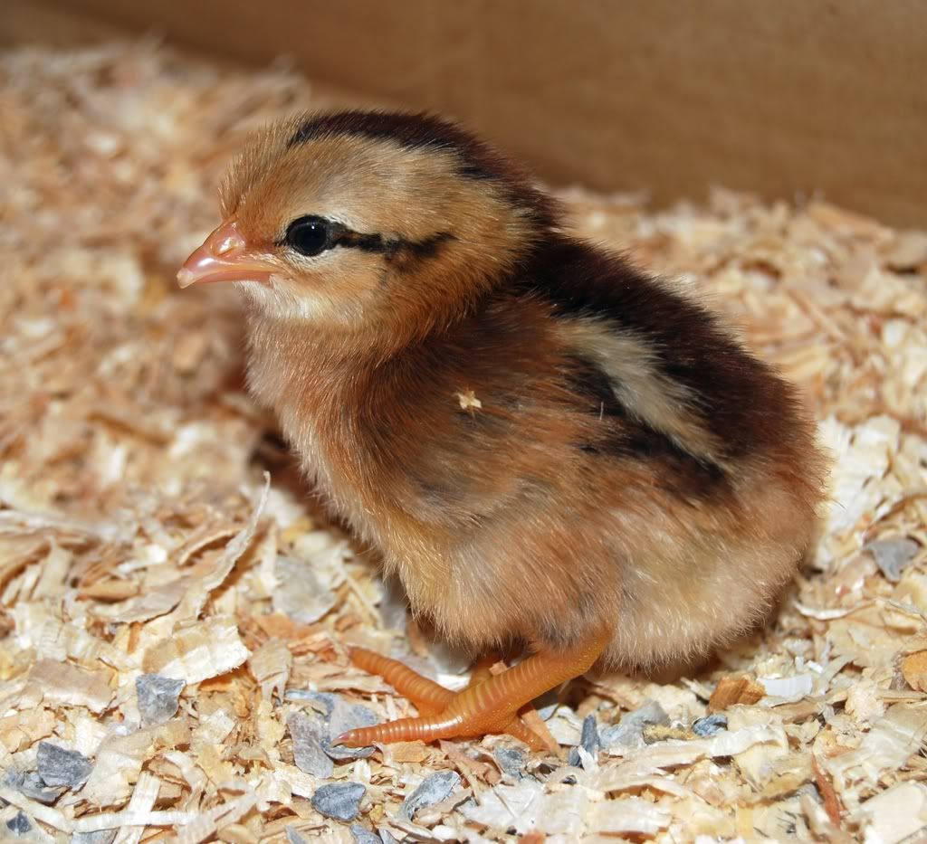 twochicks040.jpg