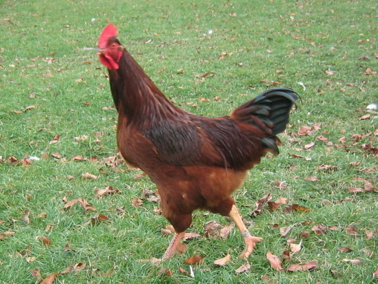 3_Rhode_Island_Red.jpg