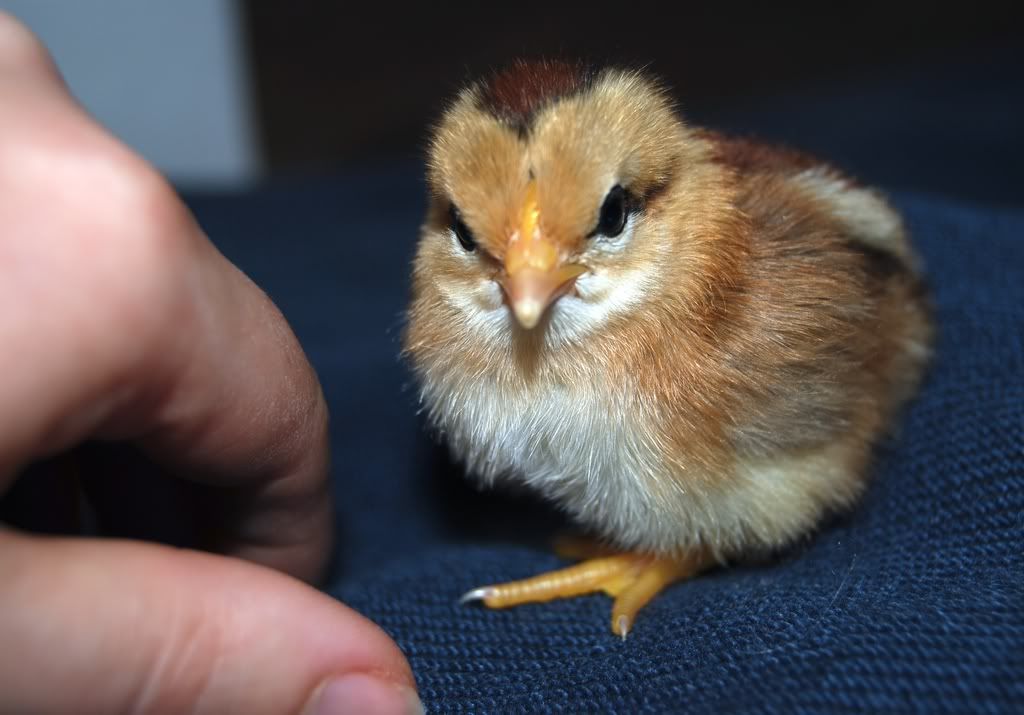 twochicks058.jpg