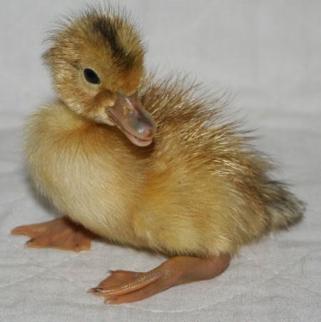 duck6.jpg