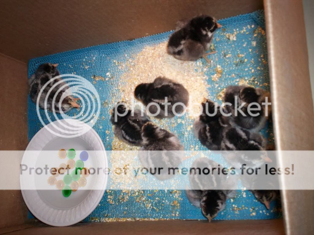 45fuzzybutts004.jpg