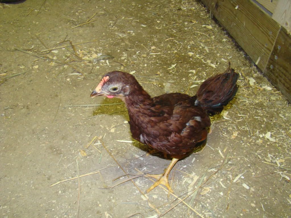 chickens503.jpg