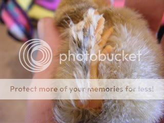 BabyChicks018.jpg