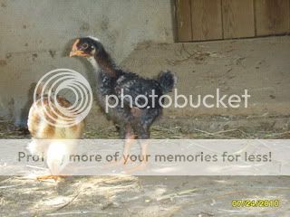 petsinportugal012-1.jpg