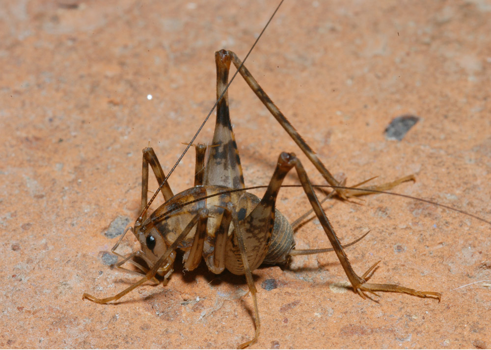 camel_cricket2.jpg
