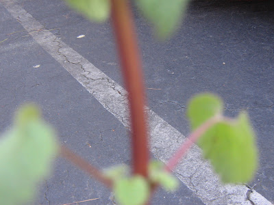 dead-nettle+003.JPG