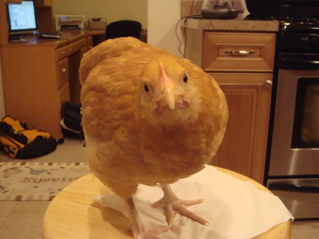 Chicks74and2wks1.jpg