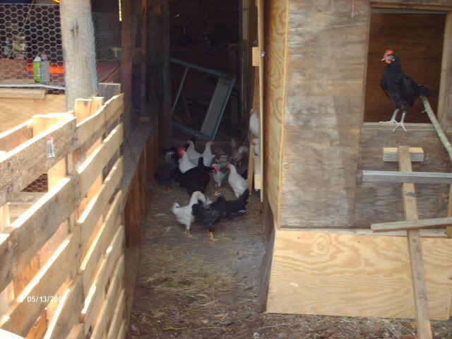 chickens060.jpg