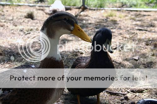 duckies.jpg