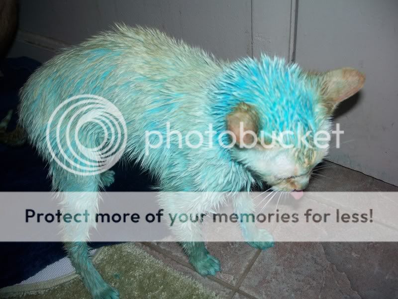 SmurfCat008.jpg