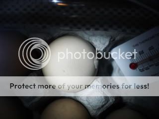 Chick2001.jpg