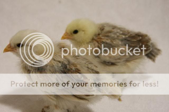 chicks001.jpg