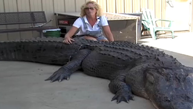 gator640x360.jpg
