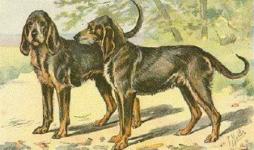 Chien%20Gris.JPG