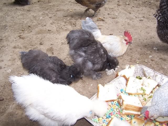100_6287.jpg