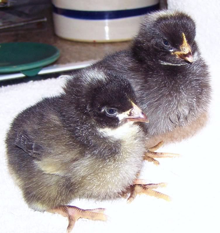 chickolas002.jpg