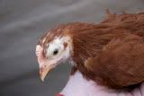 nugget.jpg