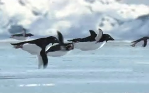penguin_flight.jpg