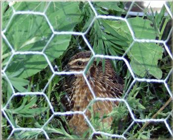 quail1.gif