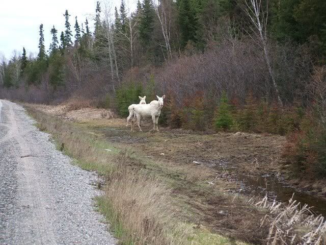 moose10.jpg