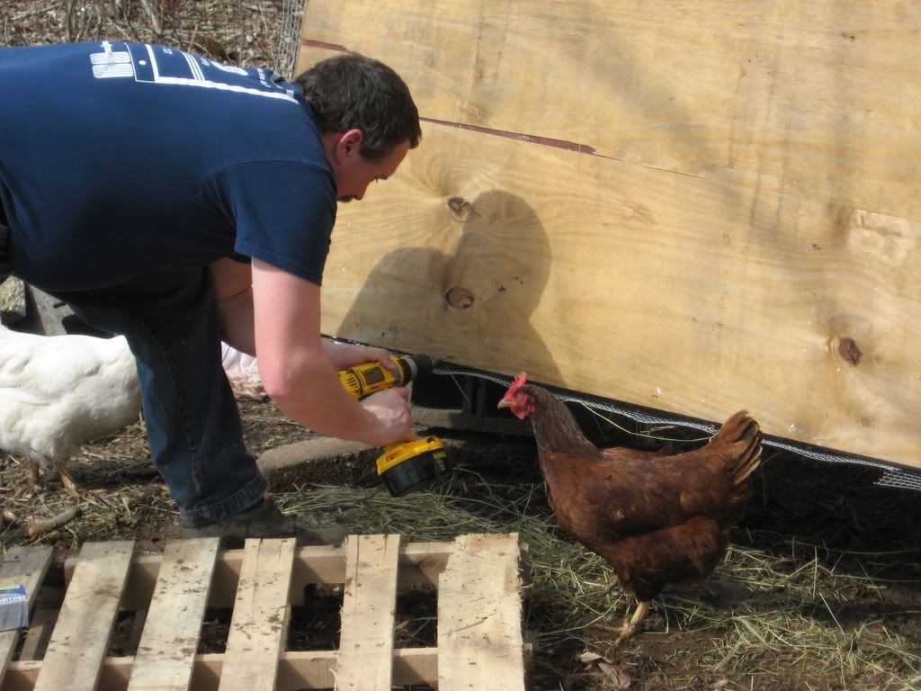 chickenworkdocumentary043.jpg