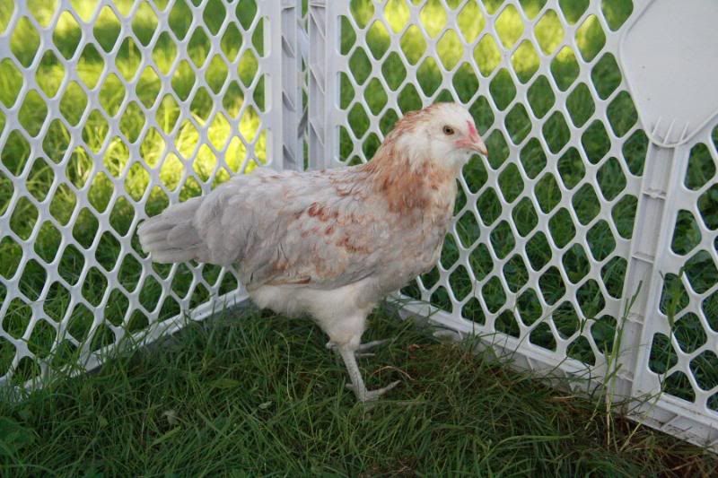 ameraucana3.jpg