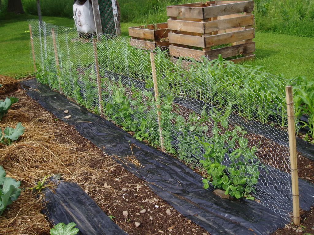 garden06-30-09011.jpg