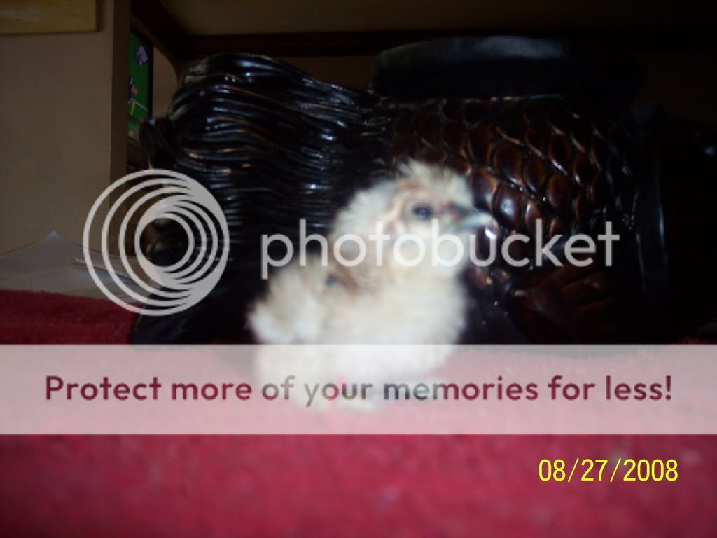 Picture096.jpg